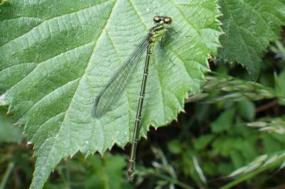 <i>Erythromma viridulum</i>
