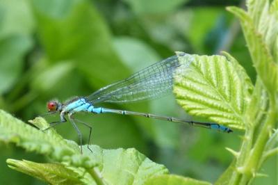 <i>Erythromma viridulum</i>