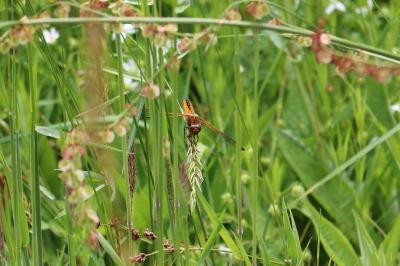 <i>Libellula fulva</i>