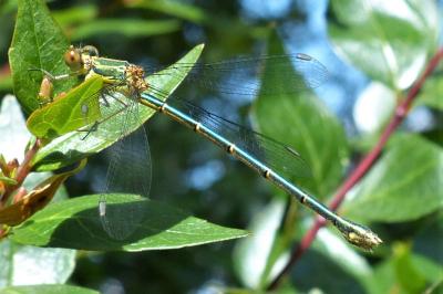 <i>Chalcolestes viridis</i>