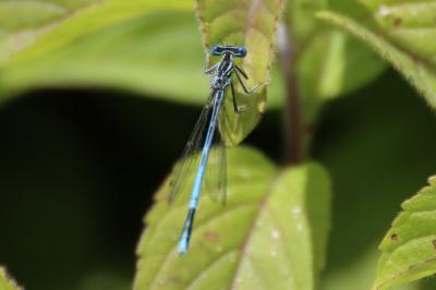 <i>Platycnemis pennipes</i>