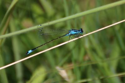 <i>Ischnura elegans</i>