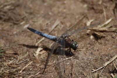 <i>Orthetrum cancellatum</i>