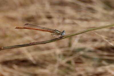 <i>Platycnemis acutipennis</i>