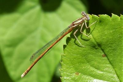 <i>Platycnemis acutipennis</i>