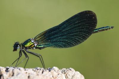 <i>Calopteryx virgo</i>