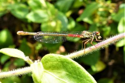 <i>Ceriagrion tenellum</i>