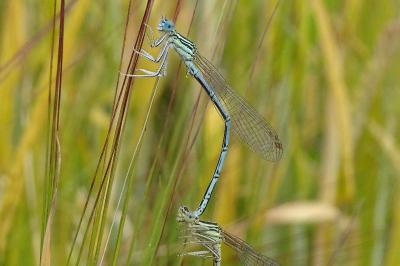 <i>Platycnemis pennipes</i>