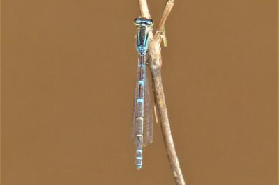 <i>Coenagrion scitulum</i>