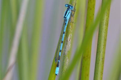 <i>Enallagma cyathigerum</i>