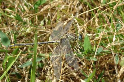 <i>Gomphus pulchellus</i>