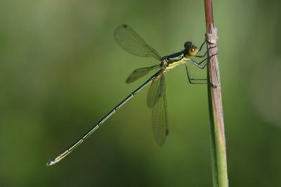 <i>Lestes virens</i>