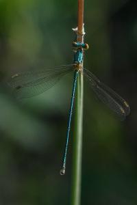 <i>Lestes virens</i>