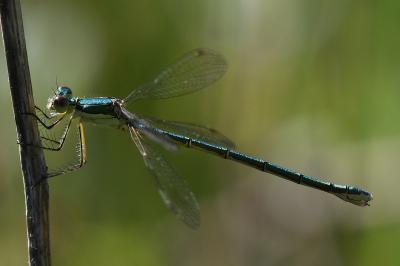 <i>Lestes virens</i>
