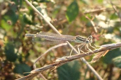 <i>Platycnemis pennipes</i>