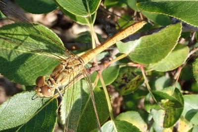 <i>Sympetrum meridionale</i>