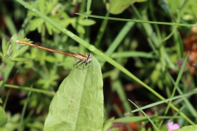 <i>Platycnemis acutipennis</i>