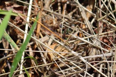 <i>Platycnemis acutipennis</i>