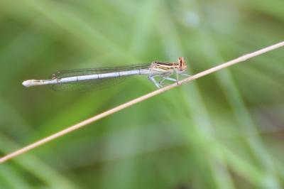 <i>Platycnemis pennipes</i>