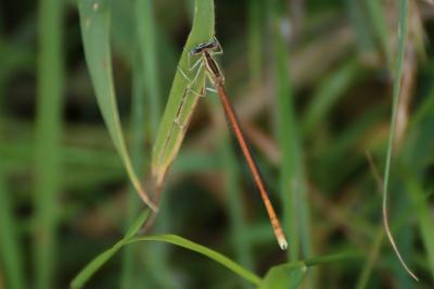 <i>Platycnemis acutipennis</i>