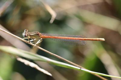 <i>Platycnemis acutipennis</i>
