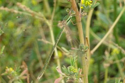 <i>Lestes barbarus</i>