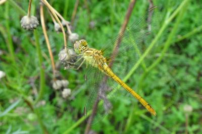 <i>Sympetrum meridionale</i>