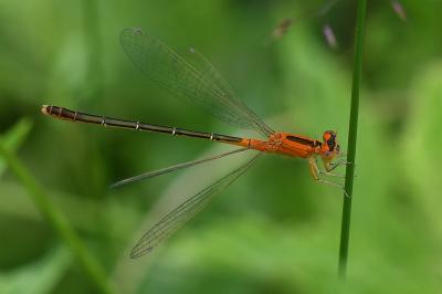<i>Ischnura pumilio</i>