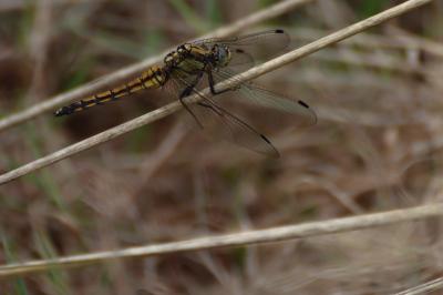<i>Orthetrum cancellatum</i>