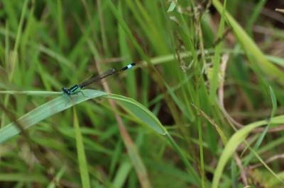 <i>Ischnura elegans</i>
