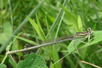 <i>Platycnemis pennipes</i>