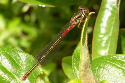 <i>Ceriagrion tenellum</i>