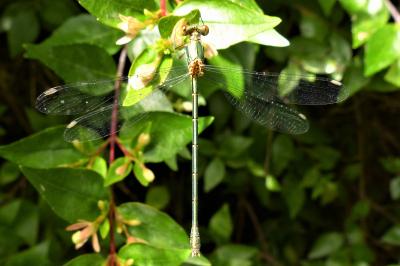 <i>Chalcolestes viridis</i>