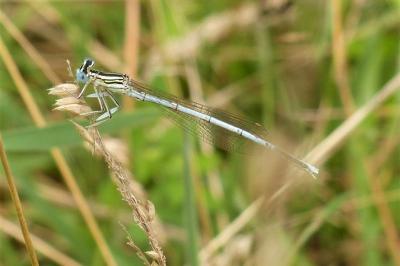 <i>Platycnemis pennipes</i>