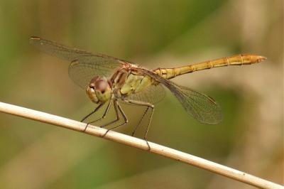 <i>Sympetrum meridionale</i>