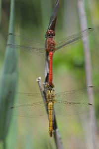 <i>Sympetrum sanguineum</i>