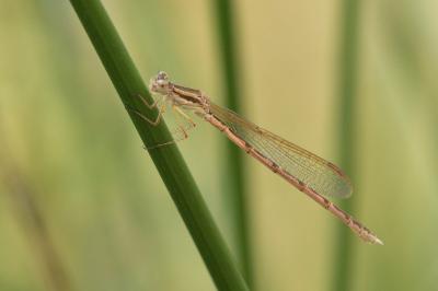 <i>Sympecma fusca</i>
