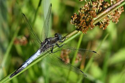 <i>Orthetrum albistylum</i>