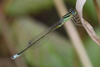 <i>Ischnura pumilio</i>