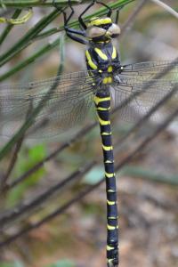 <i>Cordulegaster boltonii</i>