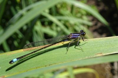 <i>Ischnura elegans</i>