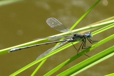 <i>Lestes sponsa</i>