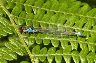 <i>Erythromma viridulum</i>