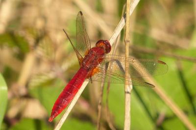<i>Crocothemis erythraea</i>