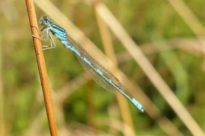 <i>Coenagrion scitulum</i>