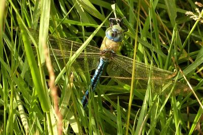 <i>Anax imperator</i>