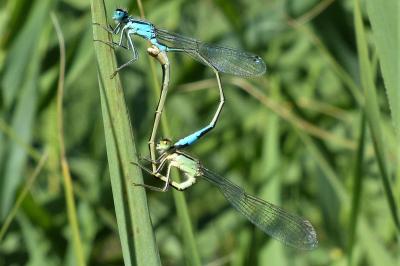 <i>Ischnura elegans</i>