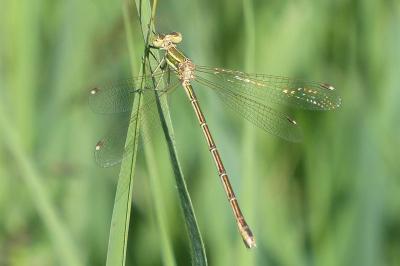 <i>Lestes barbarus</i>