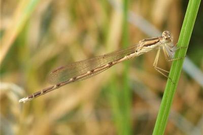 <i>Sympecma fusca</i>