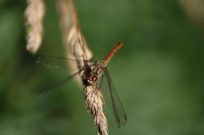 <i>Sympetrum sanguineum</i>